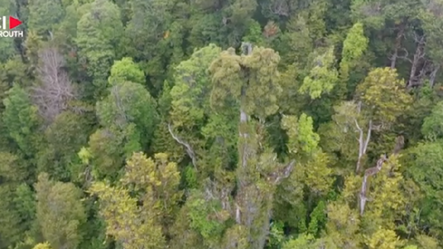 Au Chili, un arbre millénaire face au changement climatique