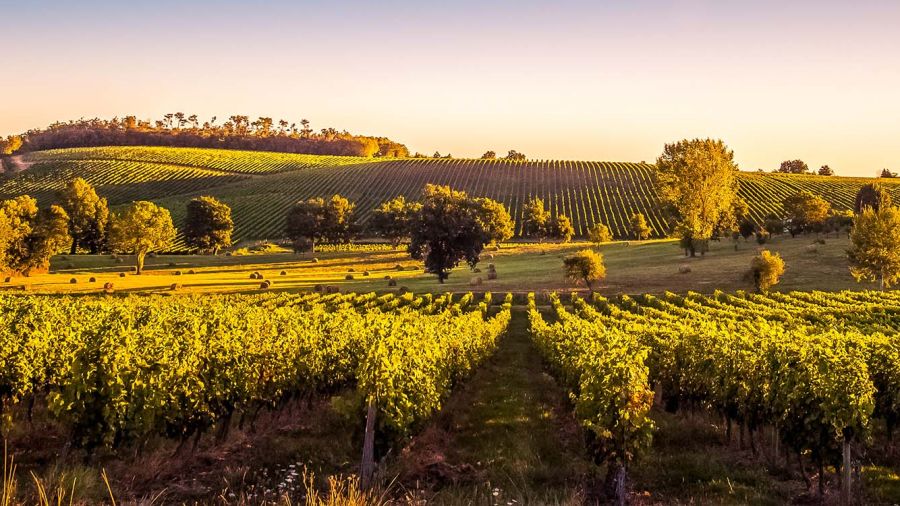 France: le vignoble de Bordeaux connaît sa plus faible récolte depuis 1991