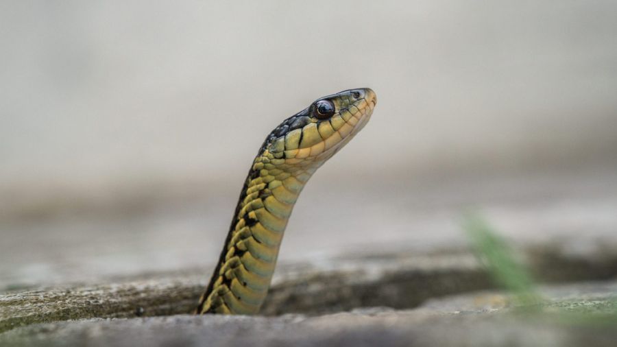 Liban: les serpents de retour avec la chaleur