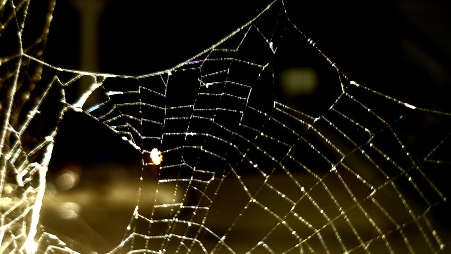 Seize espèces d'araignées nommées d'après les chansons pop