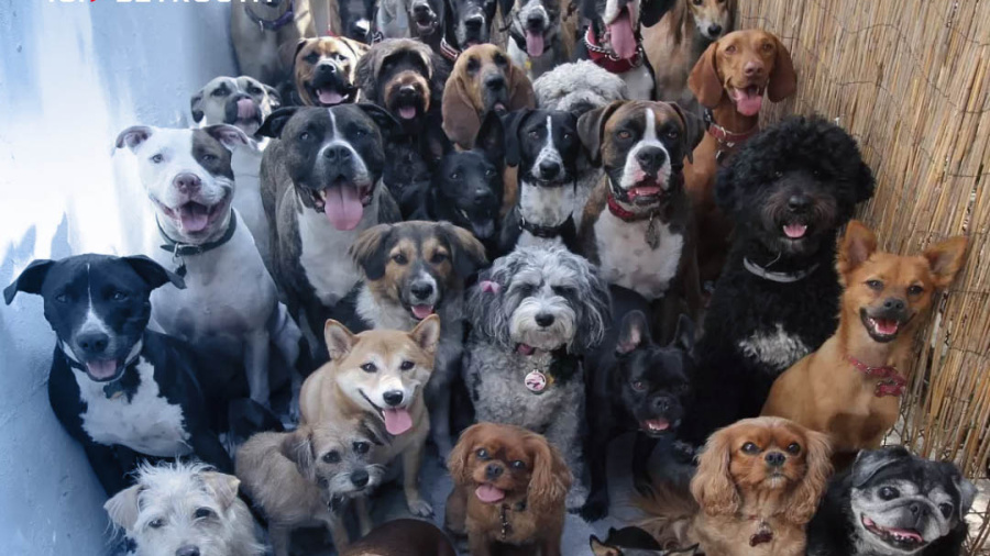 Non, la race d’un chien n’influence pas son caractère