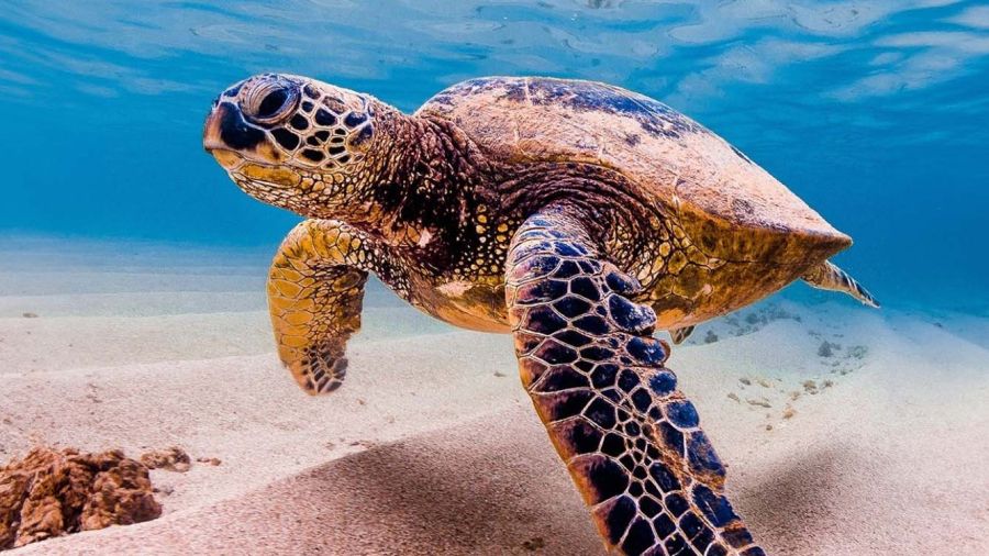 Tortues marines: au Liban, le miracle fragile des plages
