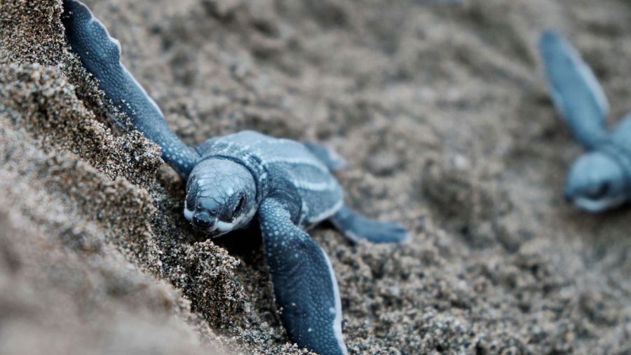 Dans l’ombre des vagues, la vie renaît à pas de tortue