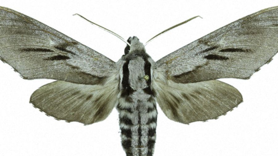 De nouvelles espèces d’insectes découvertes en Corse