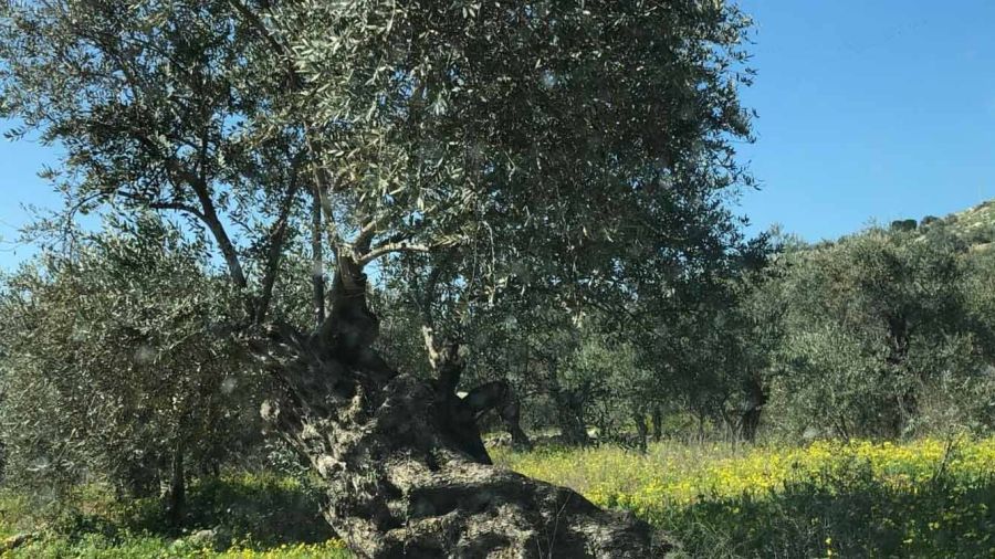 Une bien triste saison pour la récolte des olives dans la bande frontalière