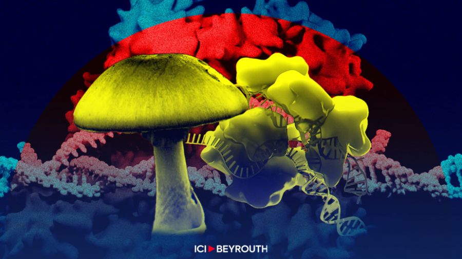 Champignons vénéneux: un antidote inattendu
