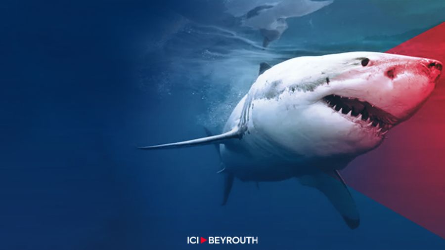 Requins au Liban, amis ou ennemis?