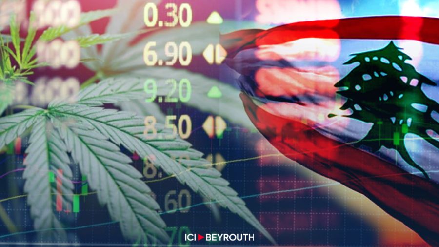 Le cannabis libanais, un or vert