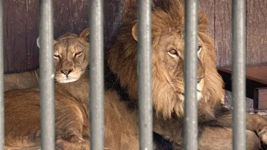 Piégés, affamés et maltraités: le sort incertain des animaux de zoo au Liban