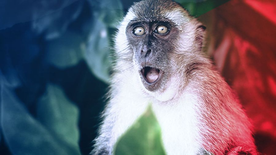 D’éventuels cas de variole du singe signalés au Liban