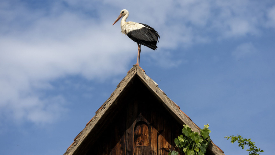 Croatie: le village des cigognes
