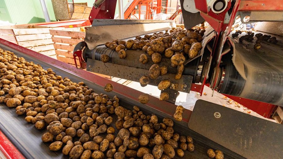 La pomme de terre libanaise: entre tubercules, tracasseries et espoirs d’export