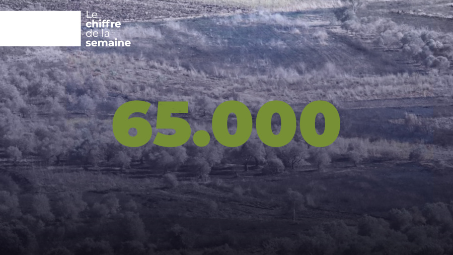 Les flammes de la guerre éteignent 65.000 oliviers