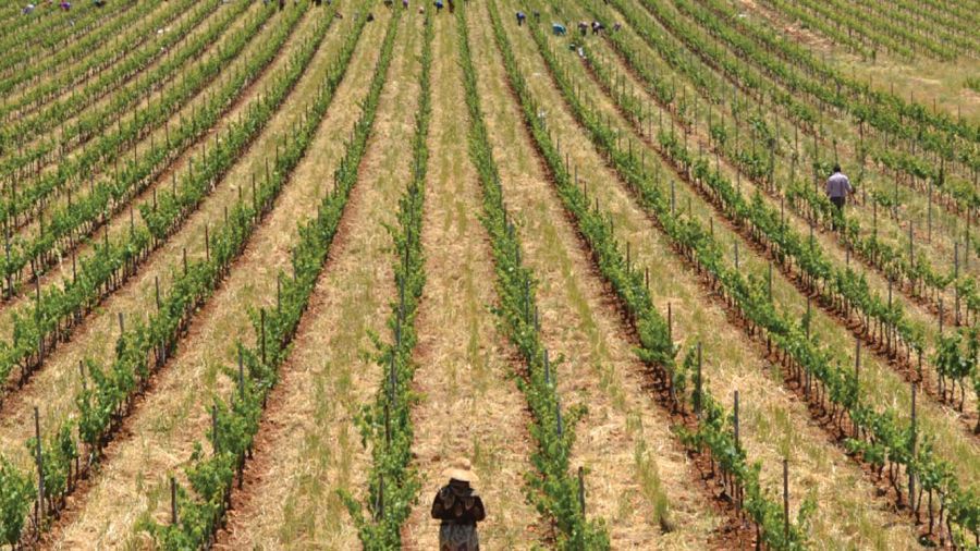 Entre arak, vin et résistance, la Syrie trinque avec le monde