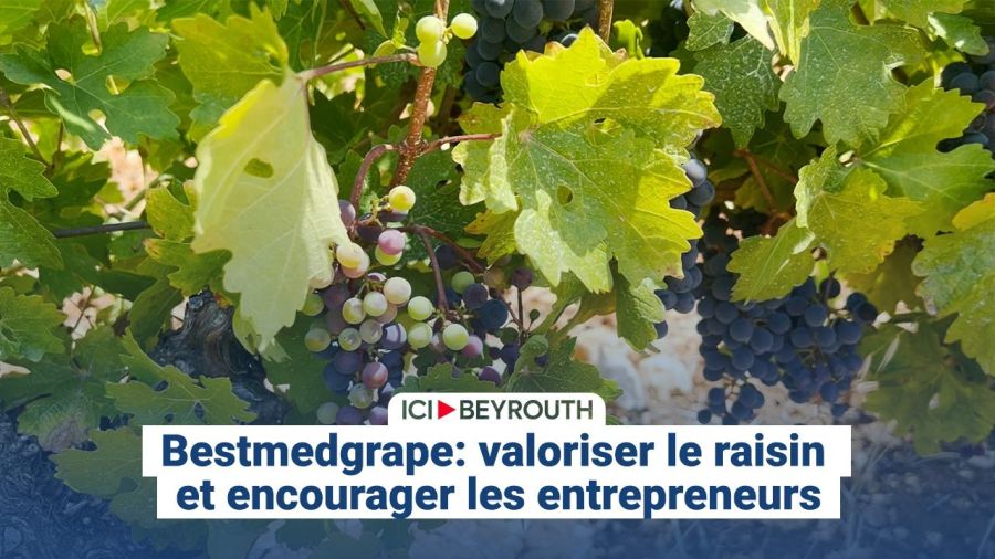 Bestmedgrape: valoriser le raisin et encourager les entrepreneurs