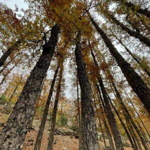 Forêt de chênes chevelus, Fnaidek, Akkar par Pascale Abdallah