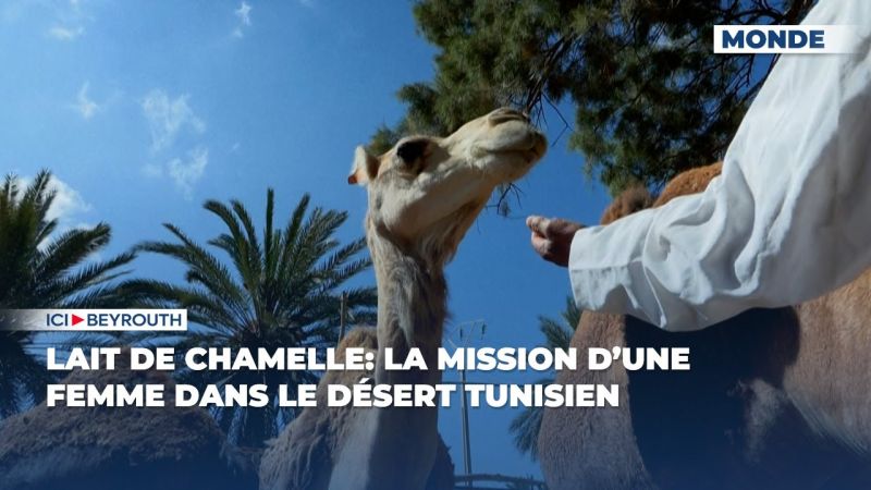 Lait de chamelle: la mission d’une femme dans le désert tunisien