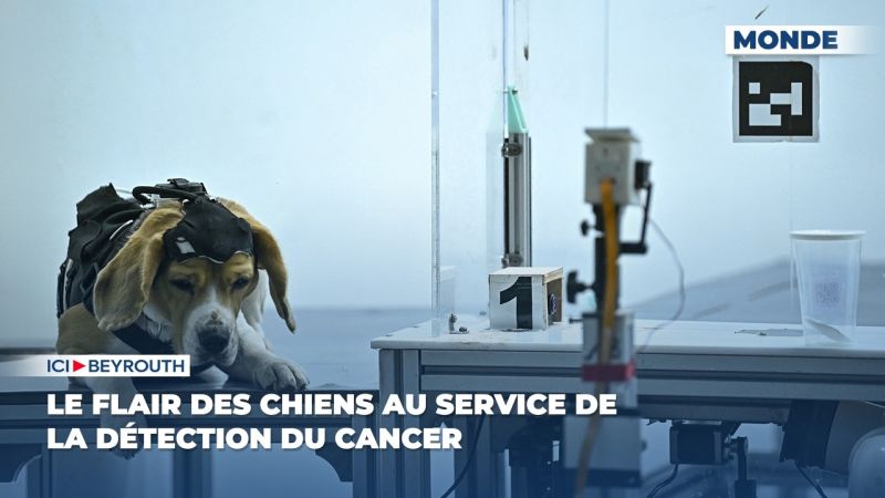 Le flair des chiens au service de la détection du cancer