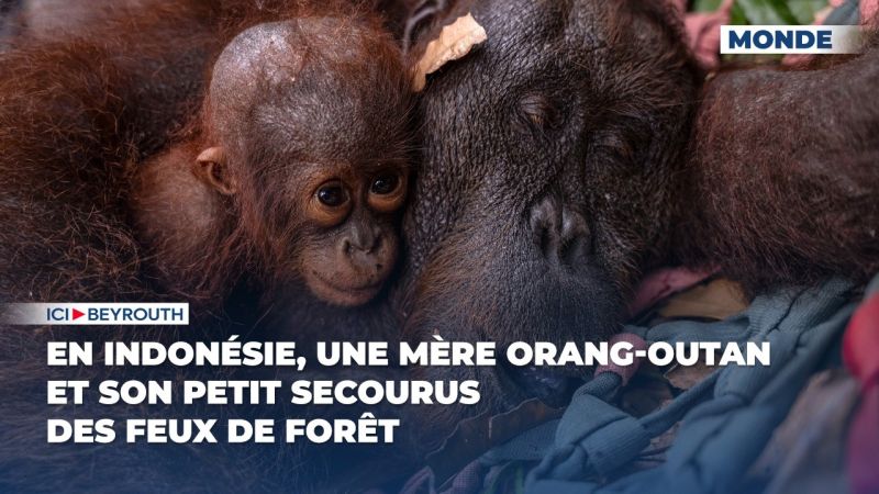 En Indonésie, une mère orang-outan et son petit secourus des feux de forêt