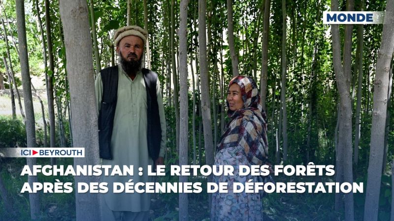Afghanistan : le retour des forêts après des décennies de déforestation