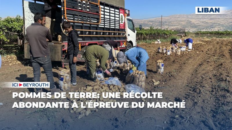 Pommes de terre: une récolte abondante à l'épreuve du marché 