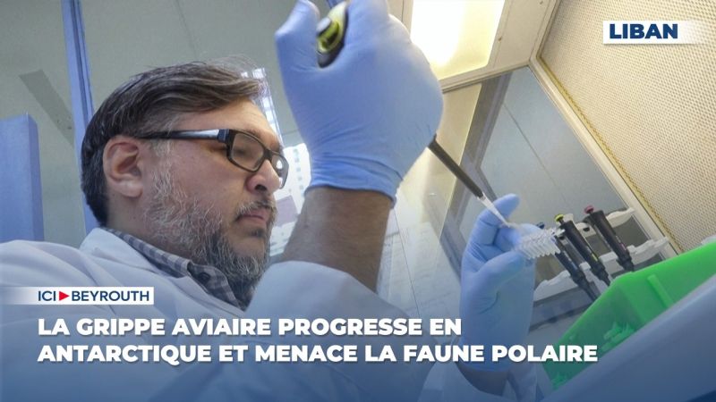 La grippe aviaire progresse en Antarctique et menace la faune polaire