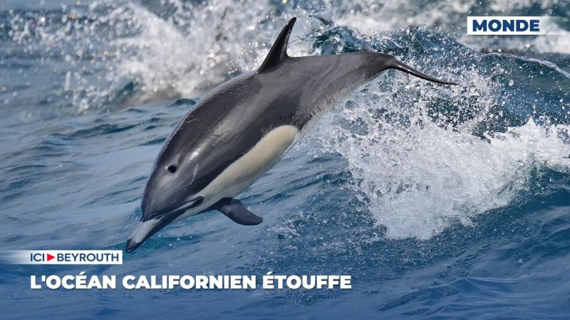 L'océan californien étouffe