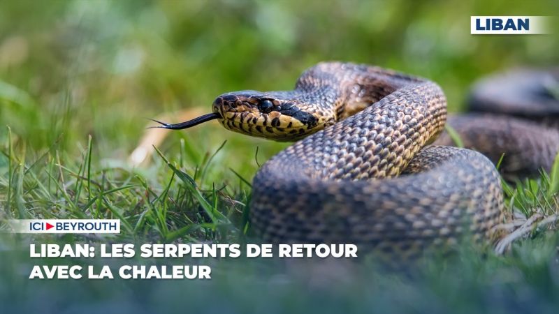 Liban: les serpents de retour avec la chaleur