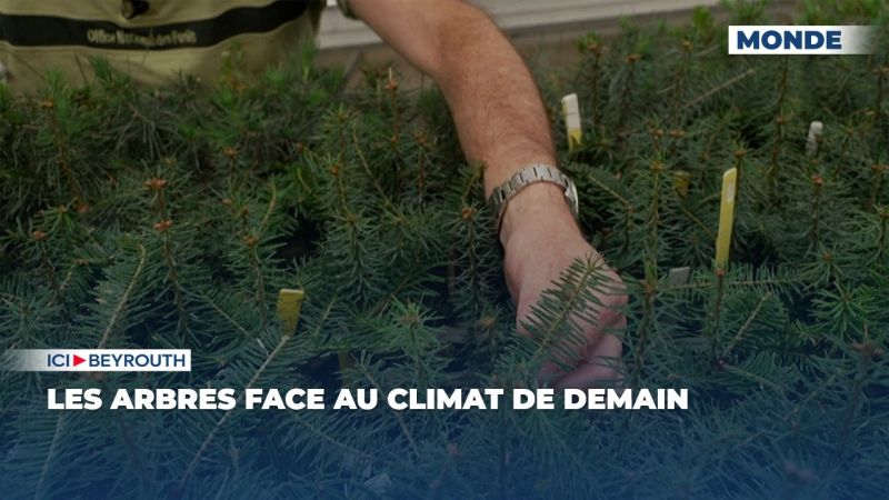Les arbres face au climat de demain