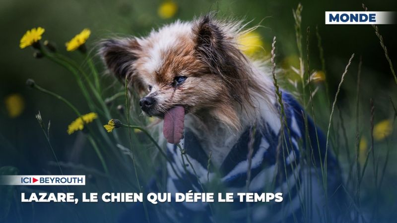 Lazare, le chien qui défie le temps