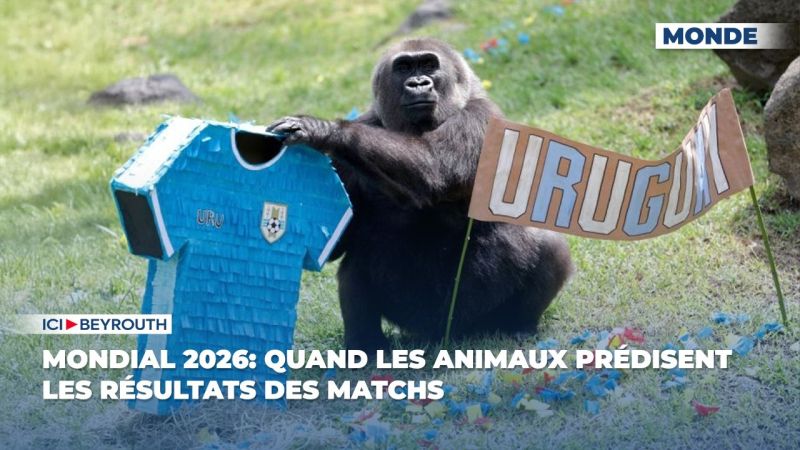 Mondial 2026: quand les animaux prédisent les résultats des matchs