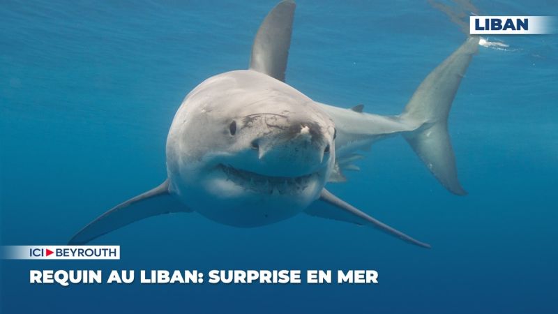 Requin au Liban: surprise en mer