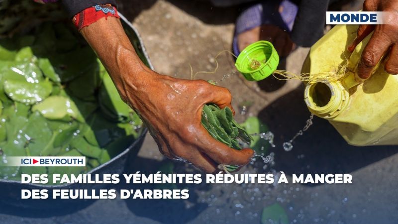 Des familles yéménites réduites à manger des feuilles d'arbres