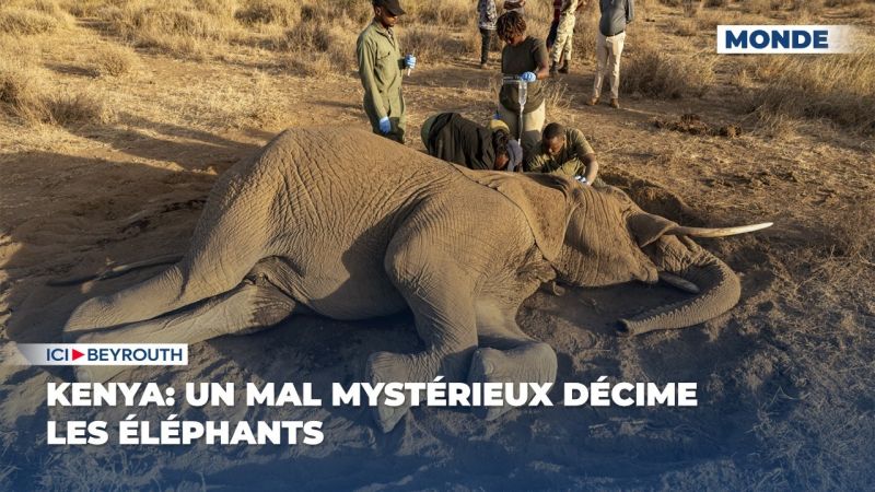 Kenya: un mal mystérieux décime les éléphants