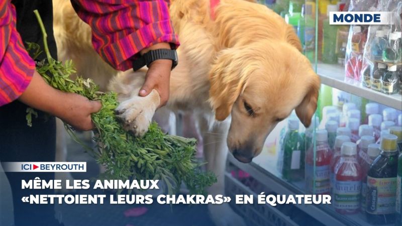 Même les animaux «nettoient leurs chakras» en Équateur
