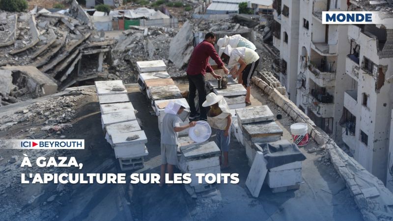 À Gaza, l'apiculture sur les toits