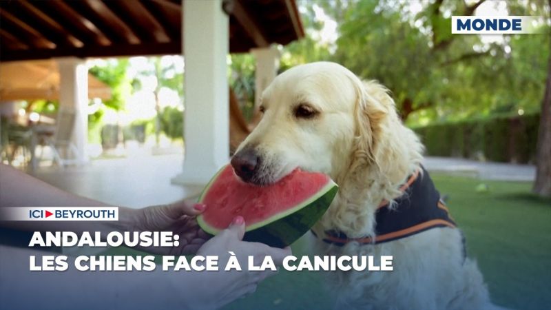 Andalousie: les chiens face à la canicule