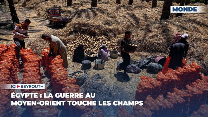 Égypte : la guerre au Moyen-Orient touche les champs