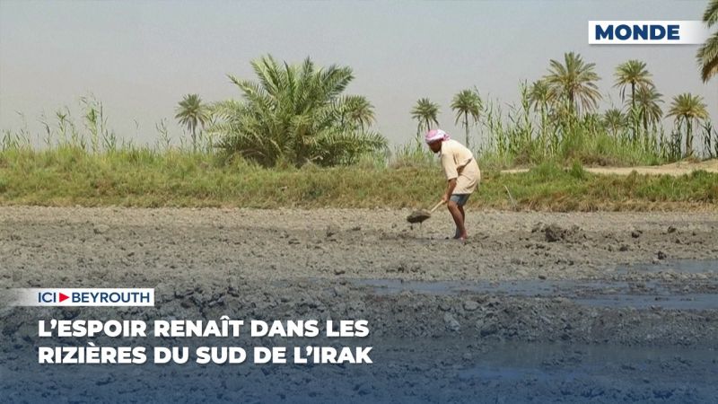 L’espoir renaît dans les rizières du sud de l’Irak