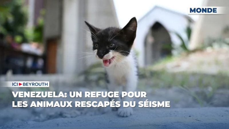 Venezuela: un refuge pour les animaux rescapés du séisme