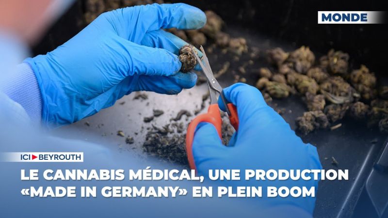 Le cannabis médical, une production «made in Germany» en plein boom