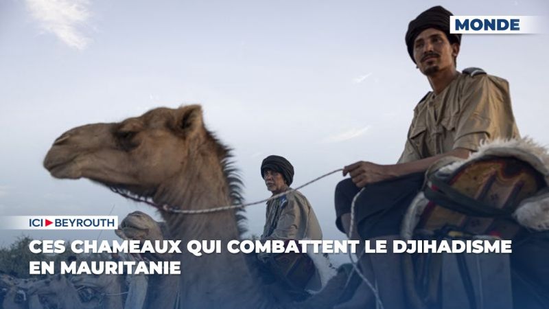 Ces chameaux qui combattent le djihadisme en Mauritanie