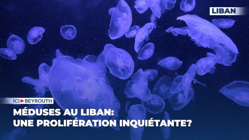 Méduses au Liban: une prolifération inquiétante?