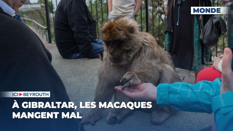 À Gibraltar, les macaques mangent mal
