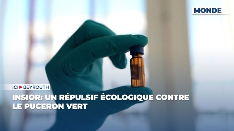 Insior: un répulsif écologique contre le puceron vert