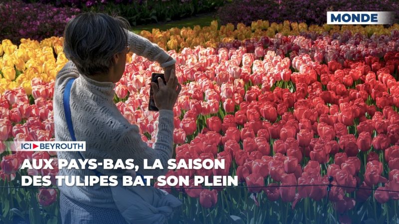 Aux Pays-Bas, la saison des tulipes bat son plein