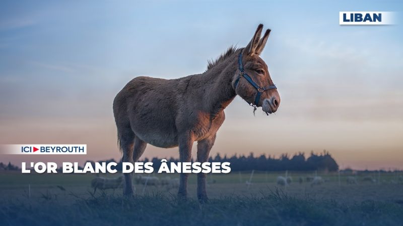 L'or blanc des ânesses