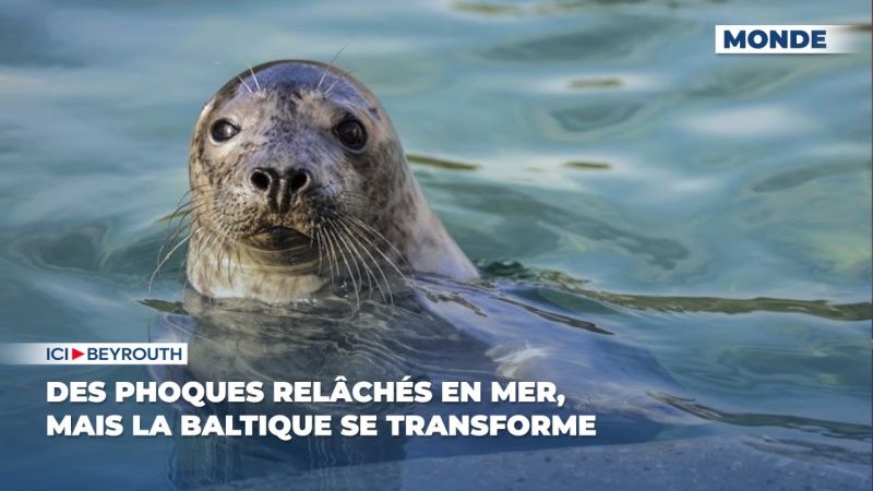Des phoques relâchés en mer dans une mer Baltique en transformation