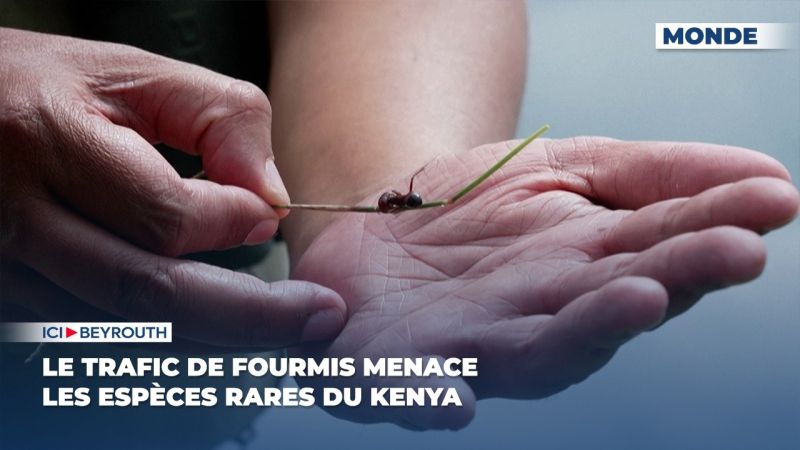 Le trafic de fourmis menace les espèces rares du Kenya