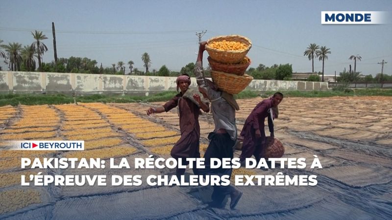 Pakistan: la récolte des dattes à l’épreuve des chaleurs extrêmes